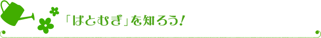 「はとむぎ」を知ろう！